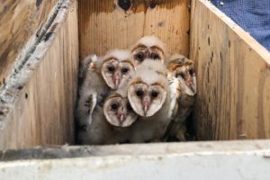 barn owls in nesting box