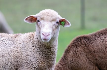 Sheep at Happy Goat Lucky Ewe Fiber Farm