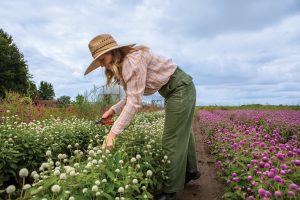 Katie Wachowiak harvests some cut flowers at Reinhardt Blooms