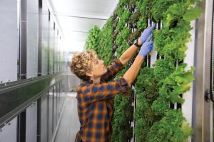 Jill Frey harvests crops from the walls of her vertical farm