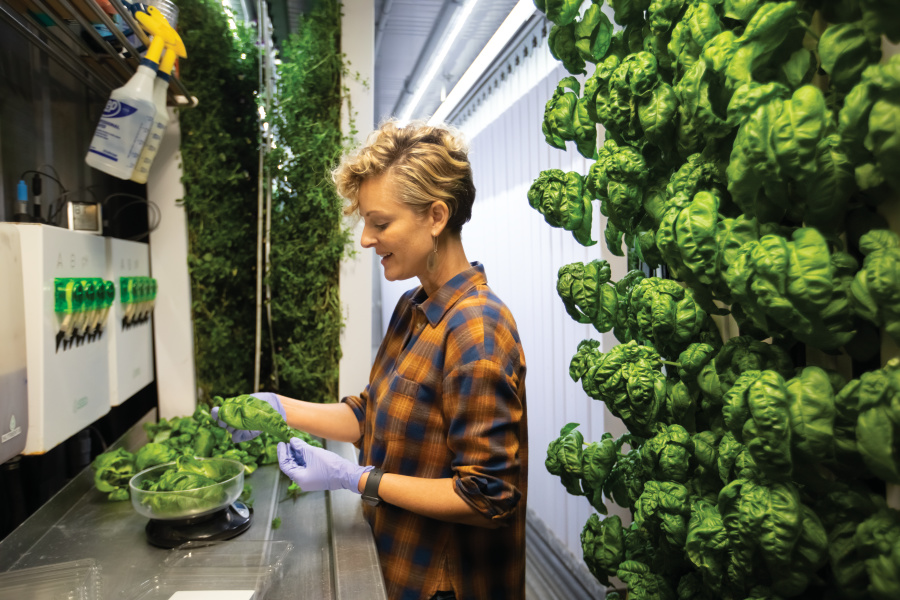 Jill Frey harvests basil from the walls of her vertical farm