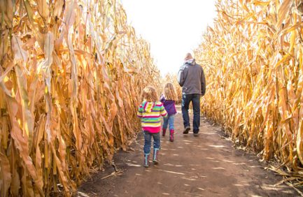 A family walking through a corn maze