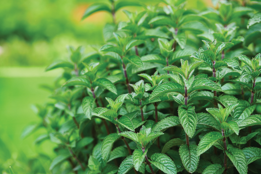 mint leaves for tea