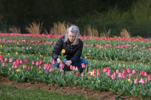 Amy Castle picks tulips at Lorenzen Family Farm.