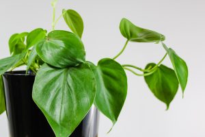 Heartleaf Philodendron houseplant