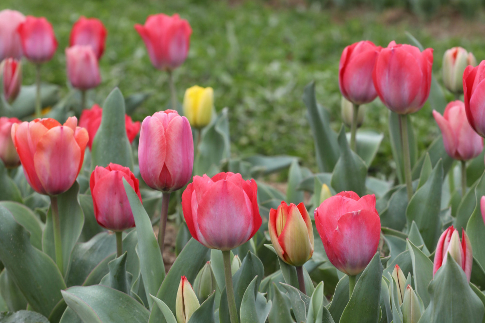pink tulips; flowers to plant in november