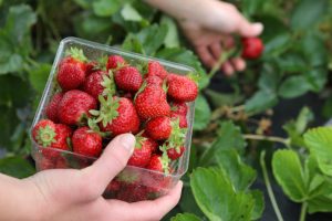 strawberry picking; spring bucket list