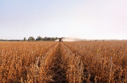North Dakota soybean field