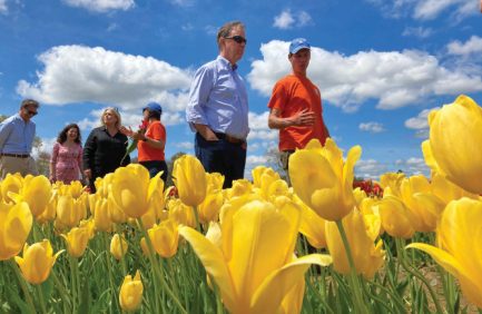 Governor Lamont in tulips