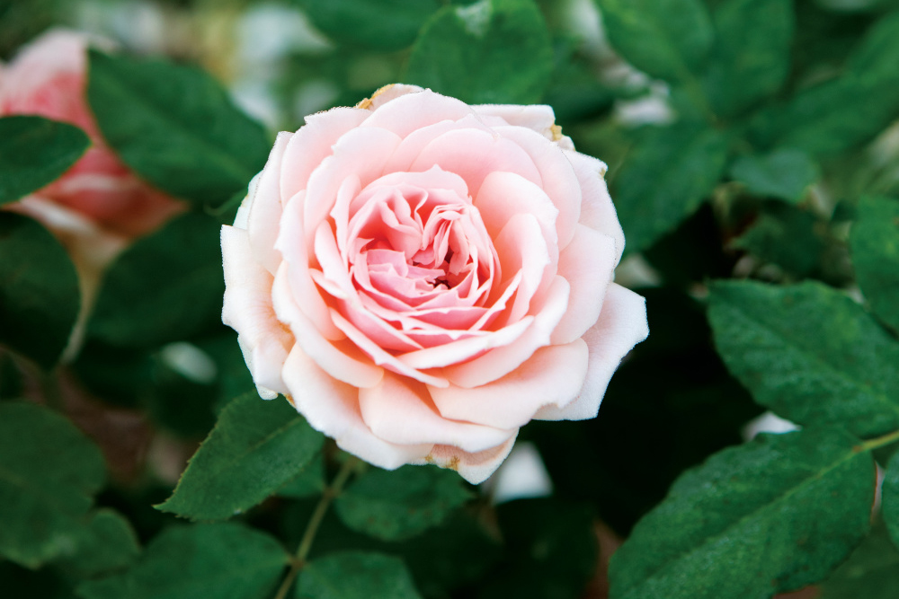 pink rose; flowers to plant in november