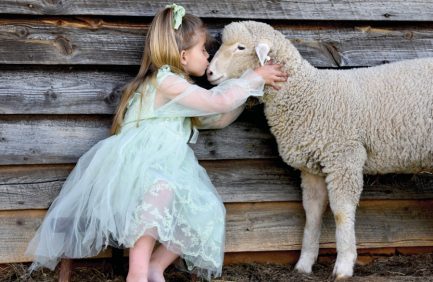 Little girl kisses a sheep