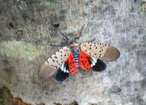 The spotted lanternfly can destroy vineyards and orchards. Tennessee invasive insects
