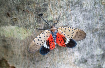 The spotted lanternfly can destroy vineyards and orchards.