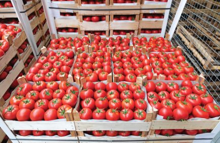 Crates of red tomatoes for a produce auction