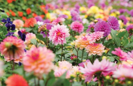 A vibrant garden filled with blooming dahlias in various colors, including pink, purple, yellow, and orange, surrounded by green foliage.