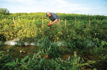 Mike Katrutsa of Camden grows more than 20 acres of produce including tomatoes, broccoli, cabbage, cantaloupe, okra, watermelon and more.