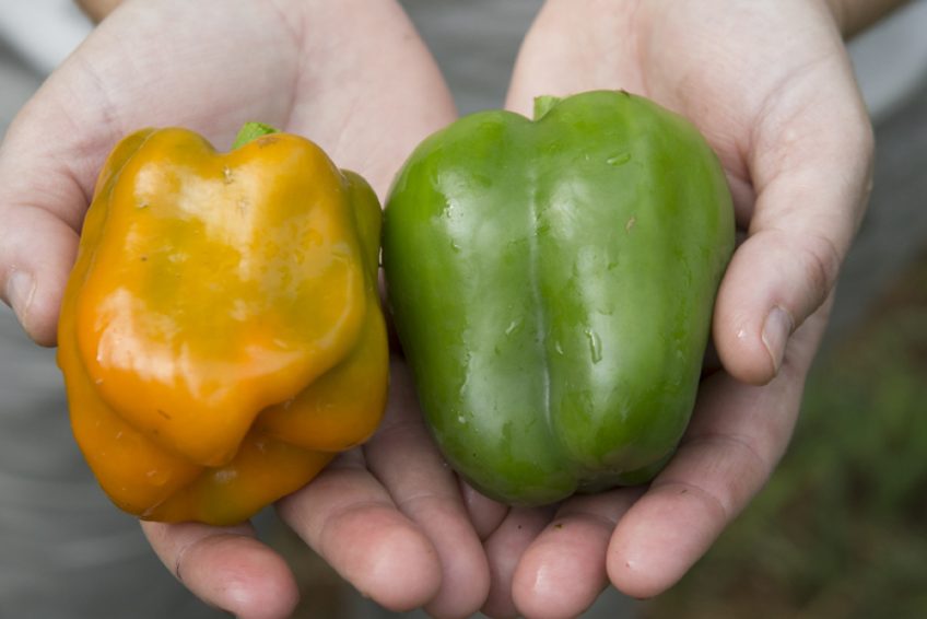 How to Grow Bell Peppers in Your Summer Garden Farm Flavor