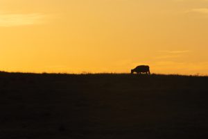 A cow grazing at sunset