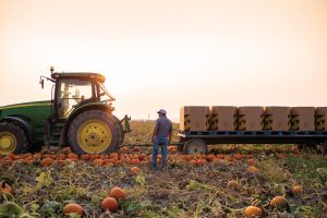 Colorado farmer Michael Hirakata in the pumpkin field