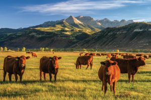 Cattle ranch in Colorado