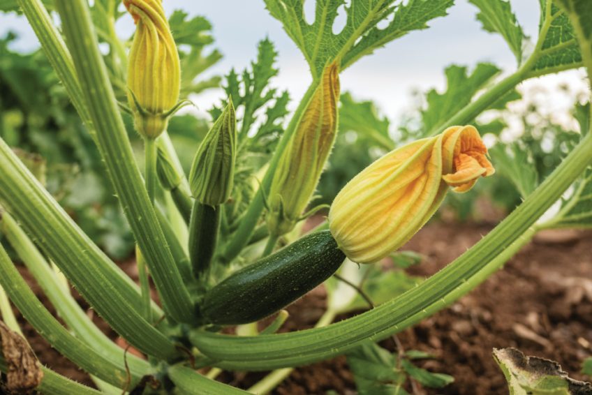 Zucchini: Si Sayuran Musim Panas Segar dengan Segudang Manfaat untuk Kesehatan