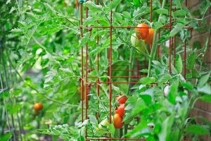 tomato plants in cages