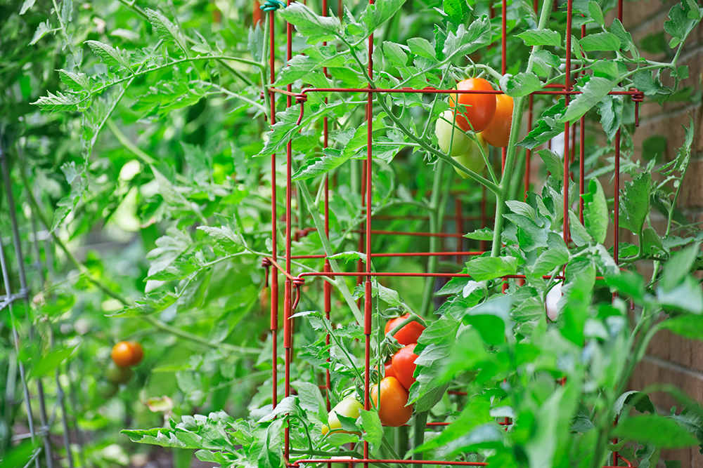 tanaman tomat di dalam kandang