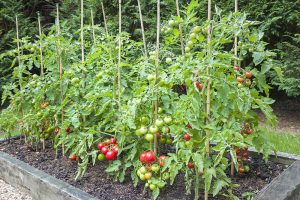 staked tomato plants in a garden