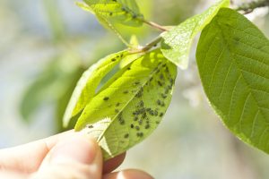 aphids; common garden pests