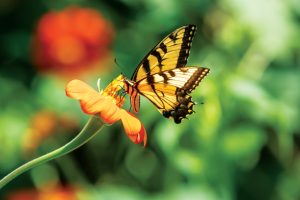 Cara menanam taman kupu-kupu