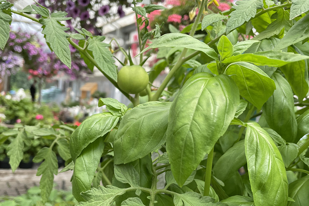 Tanaman tomat dan kemangi tumbuh di rumah kaca;  kesalahan menanam tomat