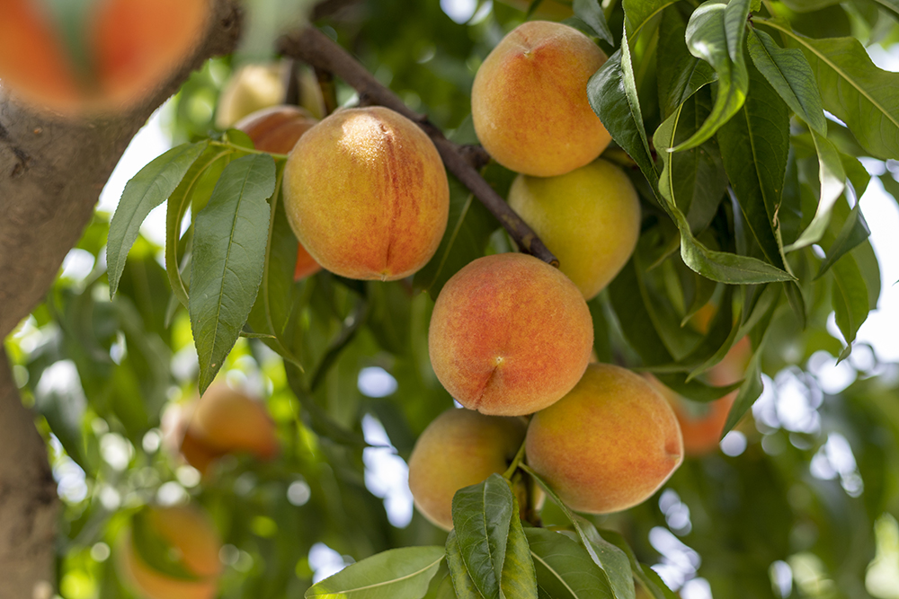 Growing Peach Trees: How To Plant A Peach Tree