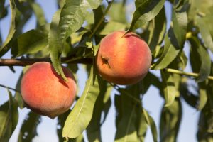 peaches growing on tree