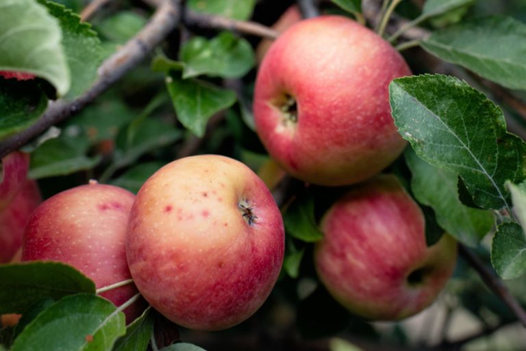 How to Grow Apple Trees: Planting, Maintenance and Harvest