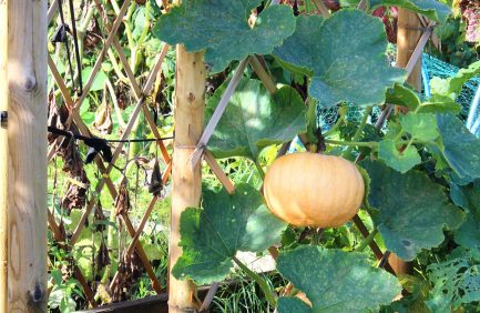 pumpkin growing vertically on trellis