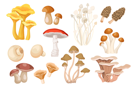 types of mushrooms graphic