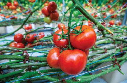 Fresh tomatoes grown inside a hydroponic greenhouse of Eden Veggies in Broken Arrow, Oklahoma, Wagoner County.