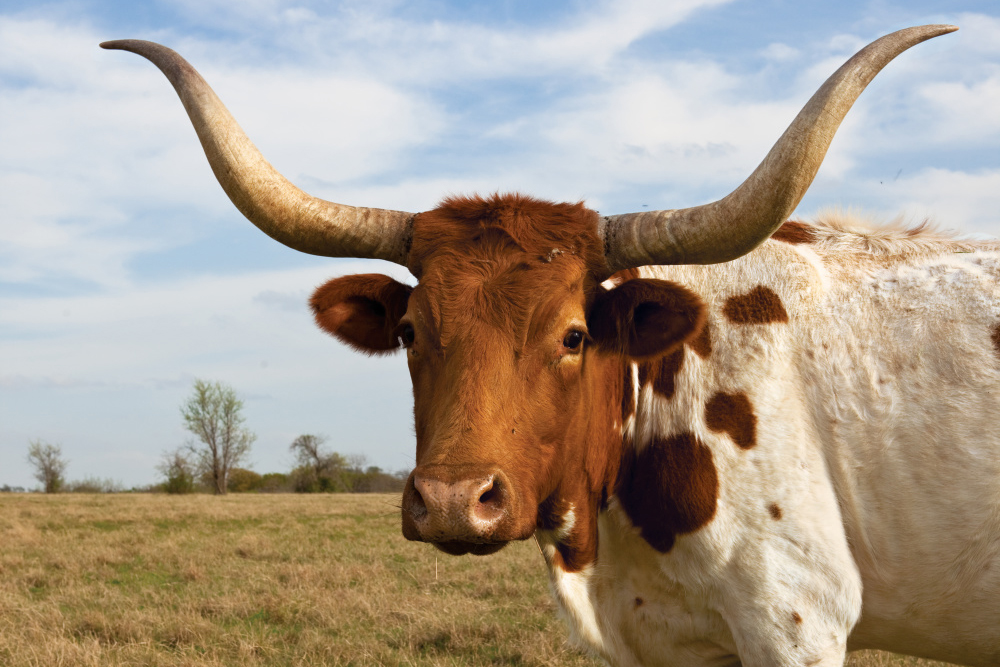 Cattle are one of Texas’ top agricultural products
