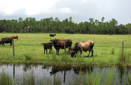 Cows grazing at Evans Ranch, one of the Rural and Family Lands Protection Program participants