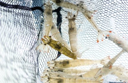 Atarraya Inc. is working to increase shrimp supply through inland aquaculture, helping to bring shrimp from farm to plate sustainably.