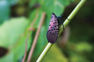 Spotted lanternfly, an invasive species, on a plant stem