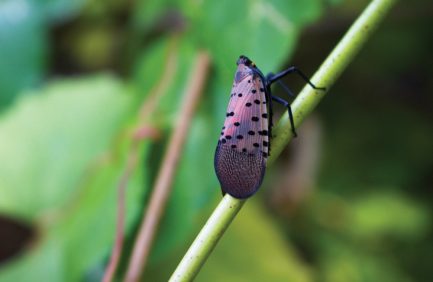 Spotted lanternfly, an invasive species, on a plant stem