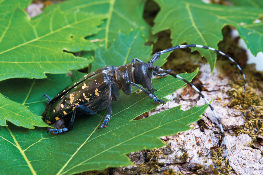 Asian longhorn beetle