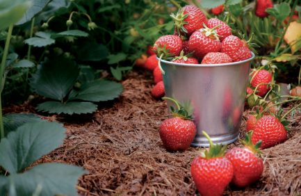 Strawberries in a bucket in a field