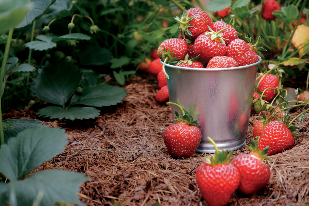 Strawberries in a bucket in a field
