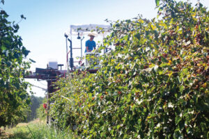 Breckenridge Farms grows Mississippi Muscadine grapes