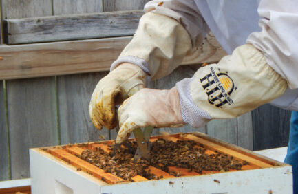 AJ Honey Farms LLC/Allen Stovall is one of the many Kansas beekeepers