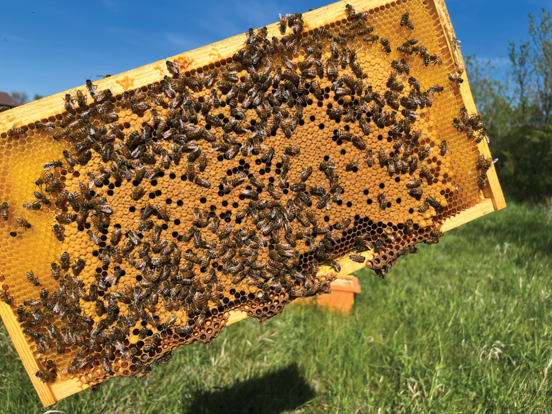 Kansas Beekeepers and Organizations Help Promote Pollinators Farm Flavor