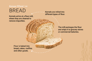 Kansas Wheat Infographic Featured Image