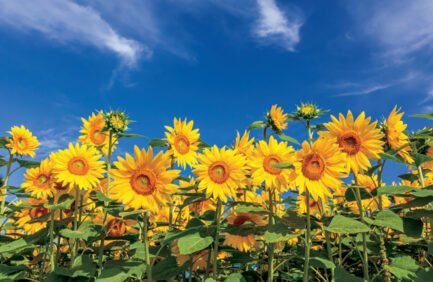 Kansas sunflowers